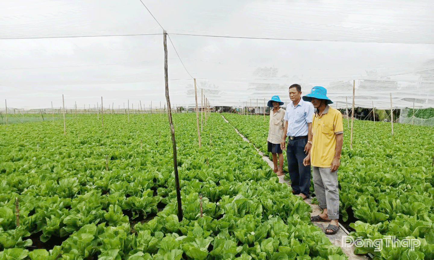 Mô hình trồng rau an toàn ở xã Tân Điền mang lại hiệu quả kinh tế, nâng cao thu nhập cho nông dân.”